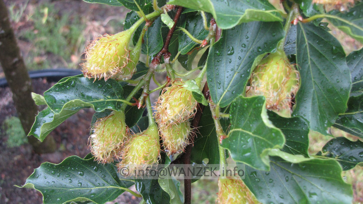 Fagus sylvatica Tortuosa (Suentelensis) - Bucheckern nah.JPG